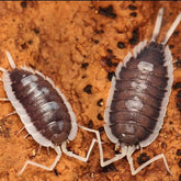 Porcellio “Succinctus”